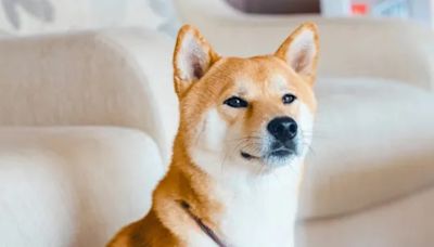 The Best Japanese Dog Names for Your Pet