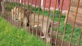 Hallan a un león y cinco mapaches durante un cateo en Zinacantepec, Edomex