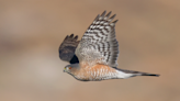 American kestrel declines observed at Cascade County's annual Christmas Bird Count