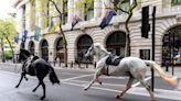 2 military horses that broke free and ran loose across London are in serious condition