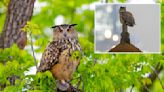 Flaco the owl had pigeon herpes, 4 kinds of rat poison in his system when he tragically died