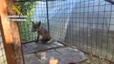 Liberan un zorro enjaulado y otros animales en una finca de O Rosal, Pontevedra, gracias a la colaboración ciudadana