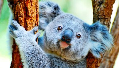 Why Australia has koalas and Spain has squirrels