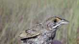 Everglades Cape Sable seaside sparrow holds water management hostage