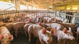 Alertan por “el enemigo invisible” del sector porcino