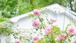 The 12 Best Climbing Roses for Your Garden Trellis, Arbor, or Pergola