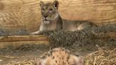 Zoo Knoxville Announces the Birth of Endangered African Lion Cub