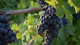 In the Finger Lakes, Cabernet Franc Is The New Superstar