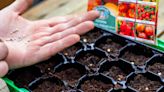 7 easy-to-grow plants for beginners