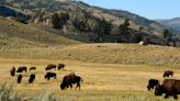 Yellowstone Tourist Injured And Arrested After Allegedly Kicking Bison