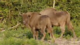 Gone for Thousands of Years, Wild Bison Return to the UK