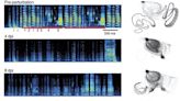 Birds overcome brain damage to sing again