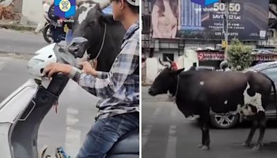 Cow waits patiently for traffic light to turn green in Pune, viral video surprises people