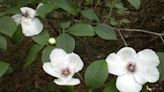 Mystery Plant: Wild camellia, Silky camellia, Stewartia malacodendron