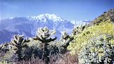 Joshua Tree National Park history: How one woman saved park for future generations