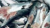 Dying salmon trouble Norway's vast fish-farm industry