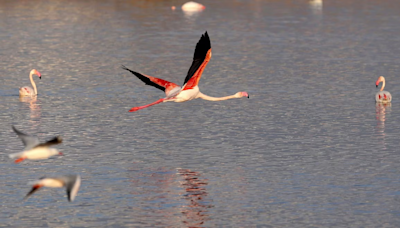 Maharashtra to conserve Navi Mumbai’s DPS Flamingo Lake