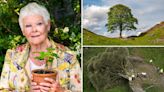 Dame Judi Dench places first Sycamore Gap seedling in Chelsea Flower Show garden