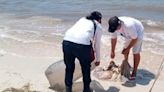 Semar asegura 20 kilos de pulpo maya en Yucatán