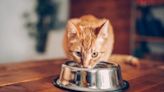 Purina: Has the Cat Food Brand Issued a Recall in 2024?