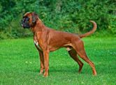 Boxer (dog breed)