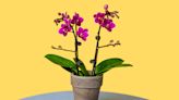 The 2 Best Methods for Watering an Orchid, According to Experts