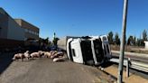 Vuelca un camión que transportaba cerdos en Villalón de Campos (Valladolid)