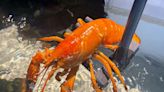 A Rare Orange Lobster Named 'Cheddar' Was Rescued By the Staff at a Red Lobster Restaurant