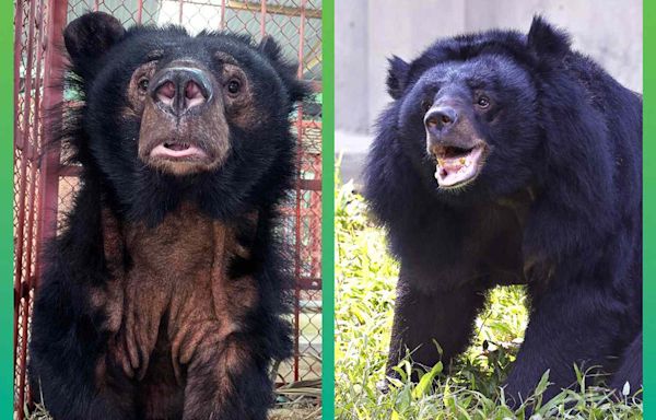 Sanctuary's 'Most Traumatized Bear' Is Living a Life 'of Hope and Happiness' a Year After Her Rescue
