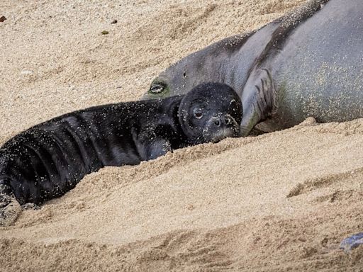 Beachgoers urged to keep safe distance from Hawaiian monk seal and pup in Waikiki