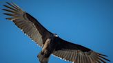 Vultures soaring high overhead in 'kettles' return to South Florida with autumn weather