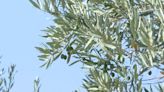 Olive oil is a staple souvenir from Spanish holidays. But it's under threat after months of drought.