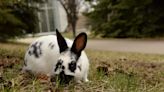 Canmore feral rabbit cull called off after disease decimates population