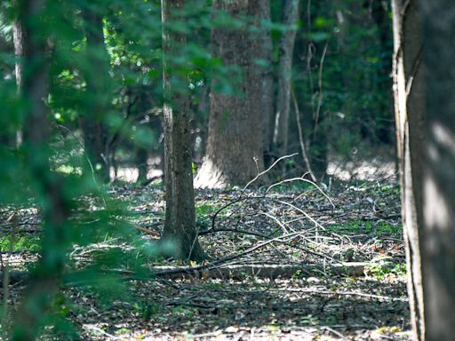 Man finds skeletal remains in Anderson County, dropped them off at Goodwill Thrift Store