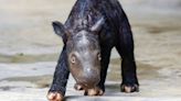 A Sumatran rhino calf born in Indonesia adds to an endangered species of fewer than 50 animals