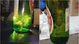 Viral VIDEO: Customer Finds Fungus Floating In Sealed Kingfisher Beer Bottle, Blames Congress Govt In Telangana