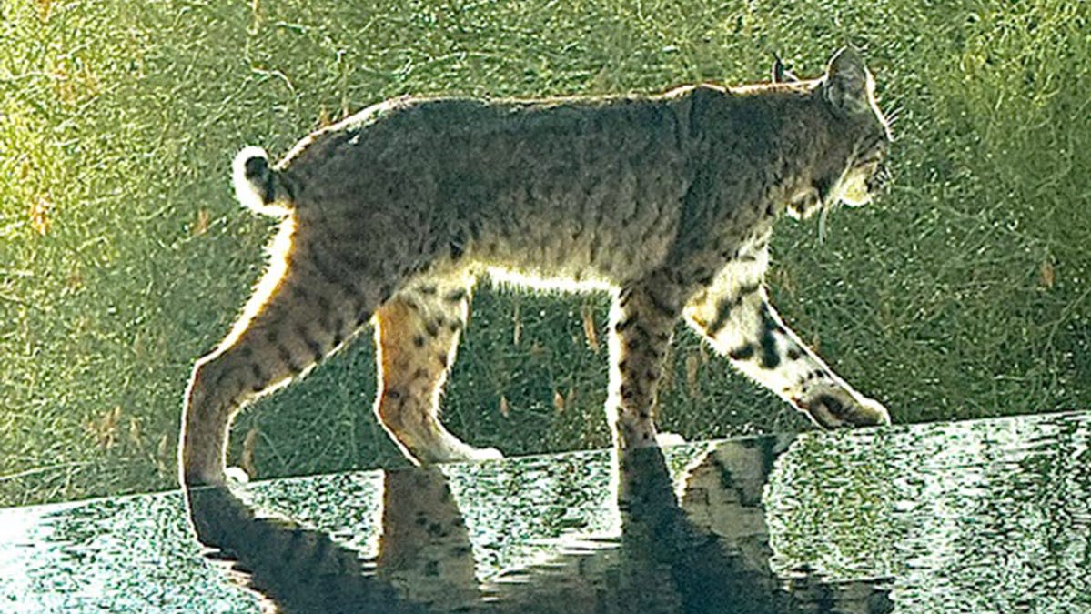 Bobcat tries to eat striking rattlesnake in this uniquely Arizona video. See the fight