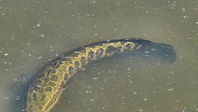 Invasive Fish Species with Snake Head Found Once Again in Missouri