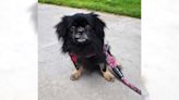 Sweet Tibetan spaniel Ollie will shower you with love