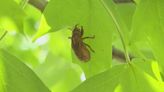 ‘Wall of sound’: Cicadas cause ruckus in Piedmont Triad