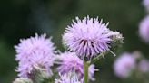 Ask Eartha: How to identify noxious weeds