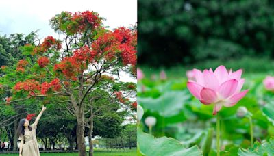 新北賞花景點「大漢溪鳳凰木、荷花」一次滿足！盪鞦韆與荷花池同框拍美照--上報