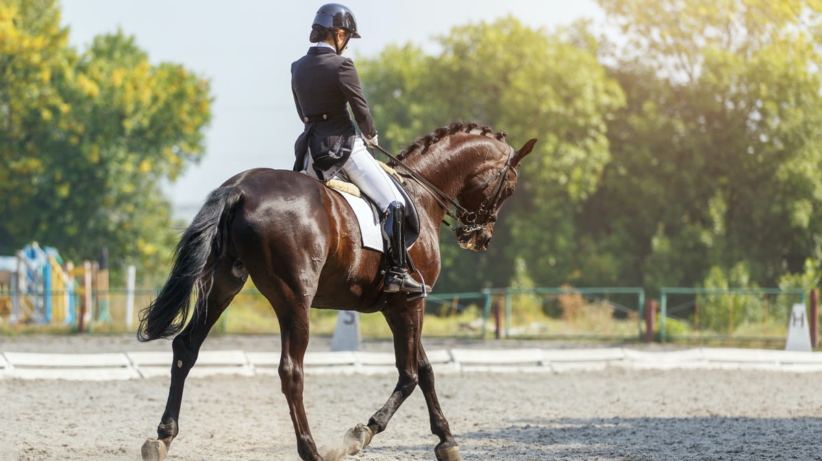 We Asked an Expert How Many Times It's OK to Whip a Horse in the Space of One Minute