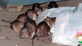 NYC may use birth control to manage rat population - East Idaho News