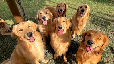 Golden Retriever 'Pack' Greeting Newest Puppy Arrival Is Impossible to Resist