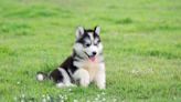 Dog Mom Lists the Cute Ways Her Husky Pup Is More Than She Bargained For