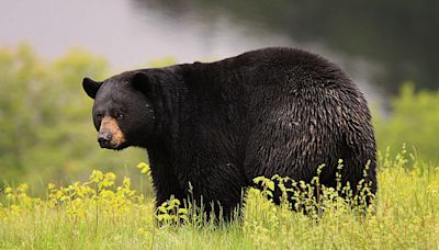 California Department of Fish and Wildlife Confirm the State's First Fatal Black Bear Attack