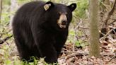 Bear euthanized after ransacking Simsbury home