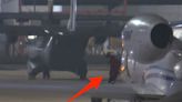 Video shows Brittney Griner touching down on US soil after being released from Russian custody