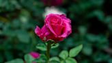Ditch the gardening gloves! Scientists have engineered THORNLESS roses